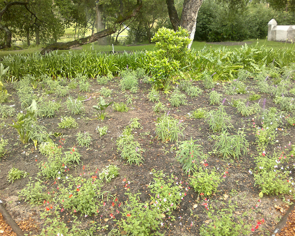 Hambisela_Horticultural_Service_ARW---Guesthouse-back-gardens