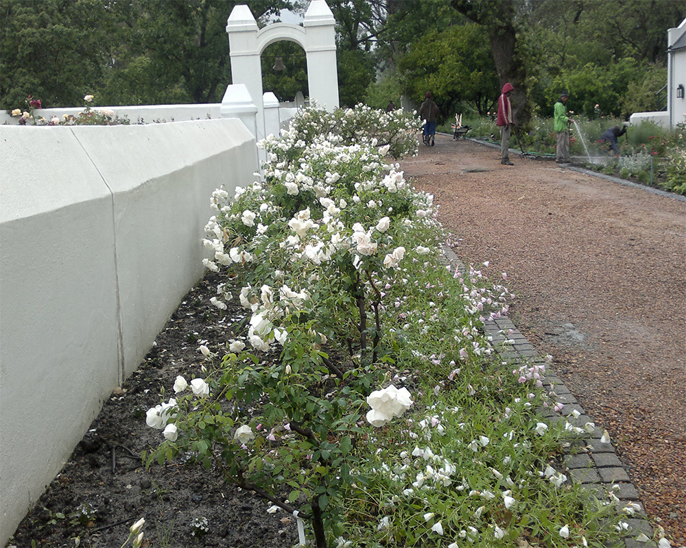 Hambisela_Horticultural_Service_ARW---Rose-Garden-extension